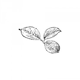 Ботаника-73 4,5 х 2,8 см